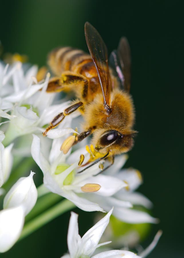 Closeup of a European Honey Bee on a Garlic Flower Stock Image Image
