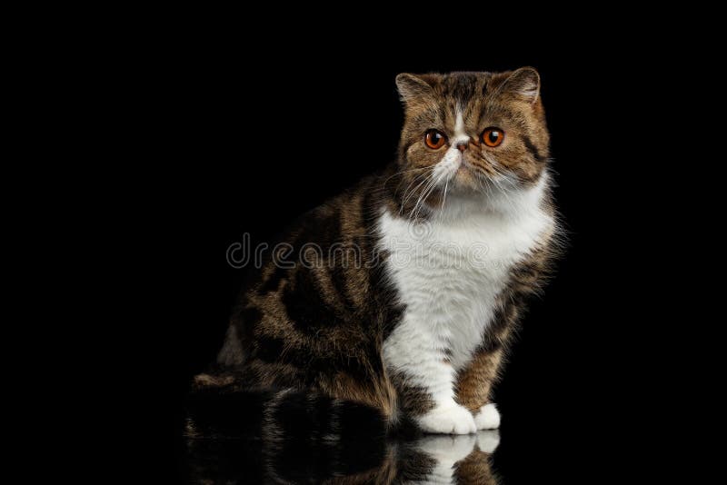 Closeup Exotic Cat Sits on mirror, Alertness Looking in Camera