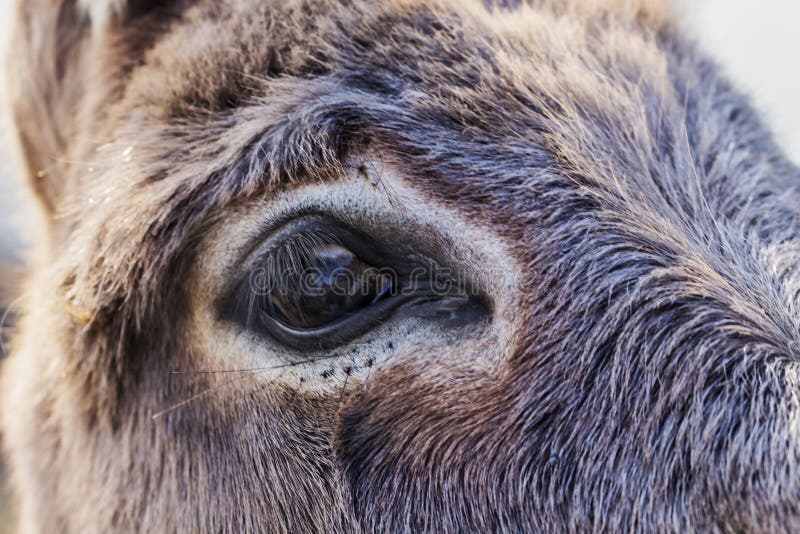 Swallowing a Donkey Swallowing a Donkey