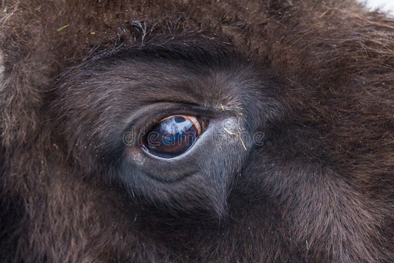 Detallado ojo de El gran marrón bisonte en Bosque Salvaje marrón diente.