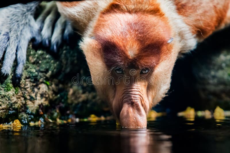 Closeup eye to eye potrait shot of proboscis monkey drinking water from the pond