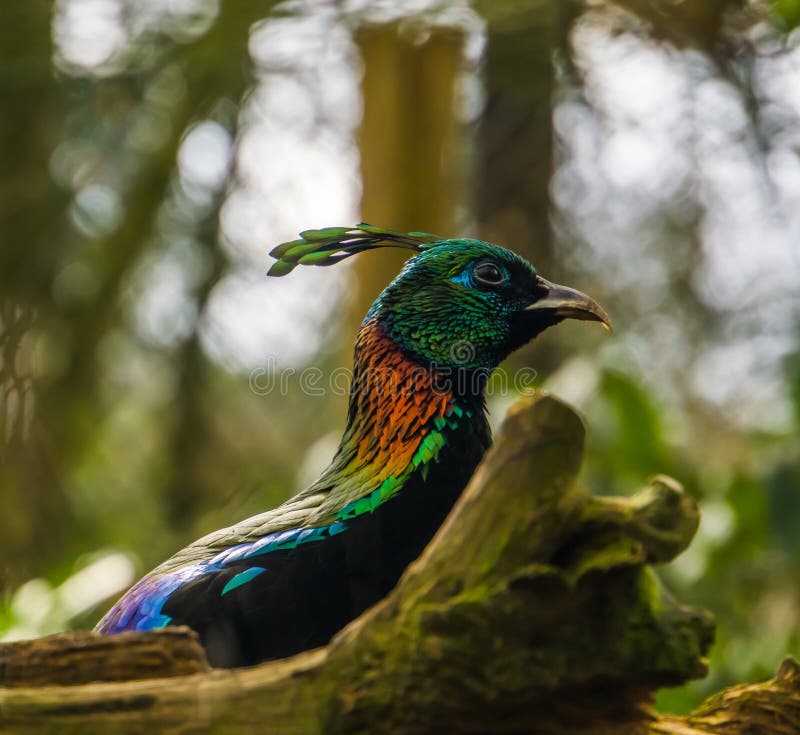male himalayan monal pheasant male himalayan monal pheasant