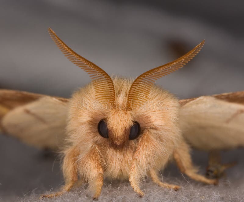 Closeup of the Face of a Moth Stock Image - Image of focus, antenna ...