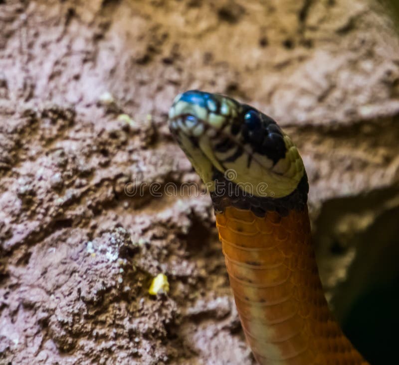 Closeup of the face of a pueblan milk snake, colorful tropical serpent from Mexico, popular exotic reptile specie stock photo