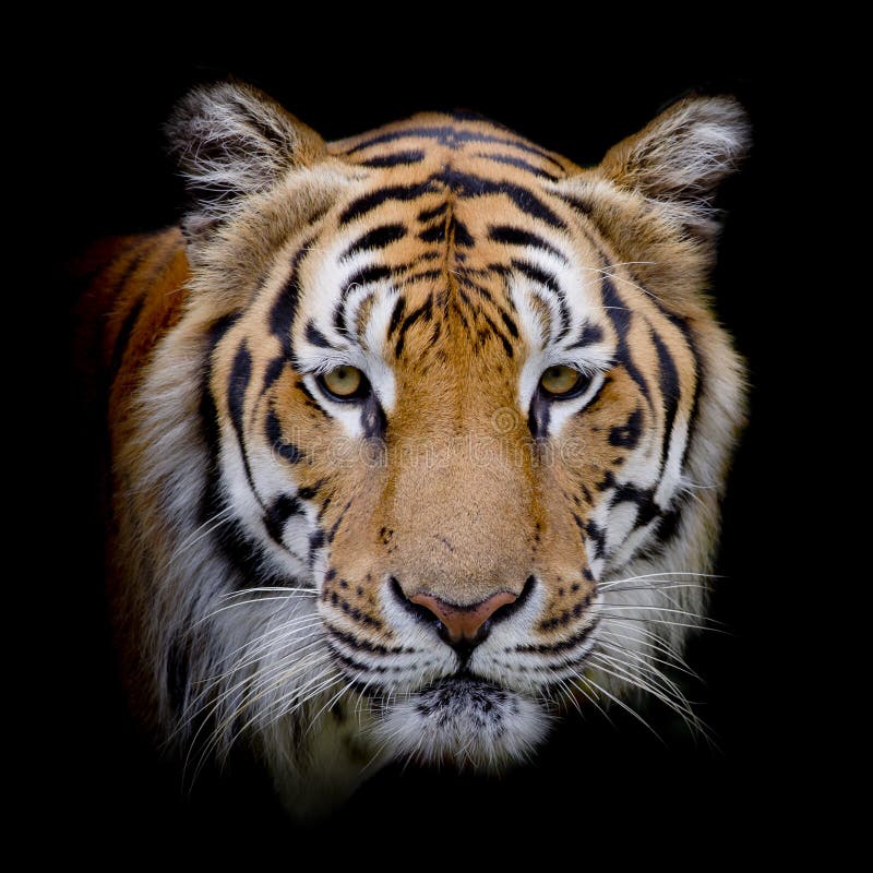 Closeup Face Of Tiger On Black Color Background Stock Photo - Image of