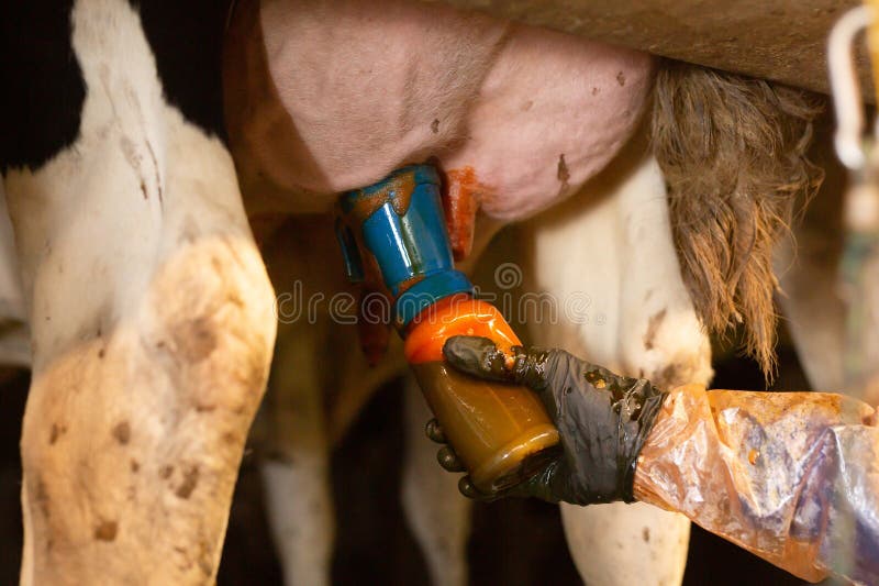 Hand of farmer holding bottle with iodine on udder of cow before milking