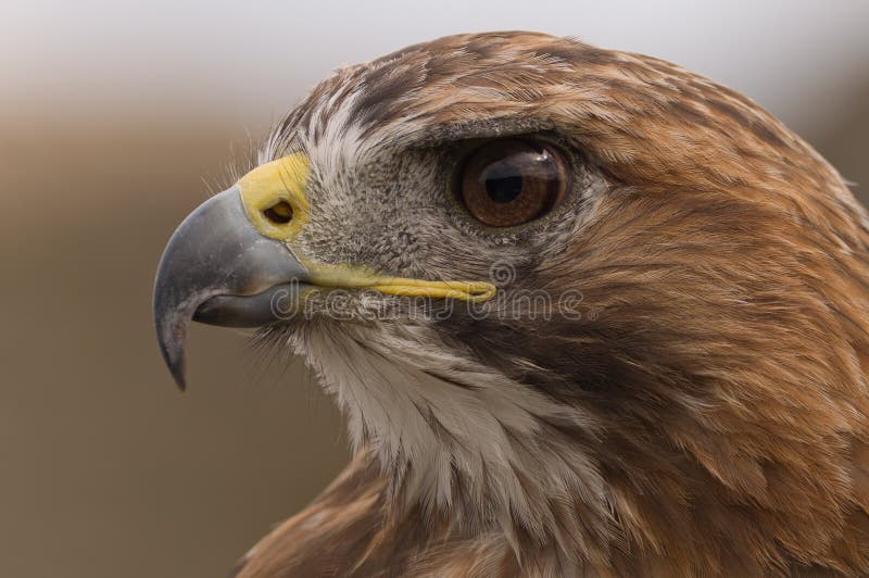 A closeup of a Falcon looking for prey