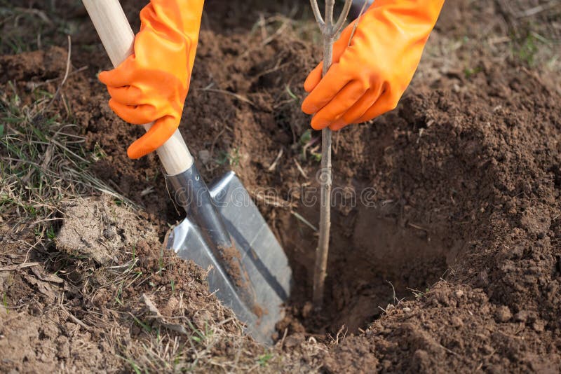 Dettagliato da contadino piantare un albero paesi.