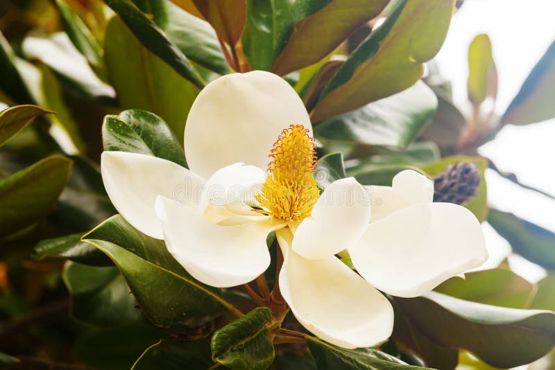 9,107 Closeup Ficus Plant Stock Photos - Free & Royalty-Free Stock Photos from Dreamstime 9,107 Closeup Ficus Plant Stock Photos - Free & Royalty-Free Stock Photos from Dreamstime