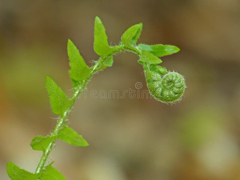 Fiddlehead Fern