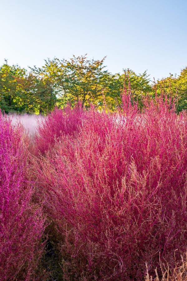 Closeup on a field of pink and purple Bassia scoparia or summer cypress during autumn in the Olympic Park, Seoul, South Korea. royalty free stock image Closeup on a field of pink and purple Bassia scoparia or summer cypress during autumn in the Olympic Park, Seoul, South Korea. royalty free stock image