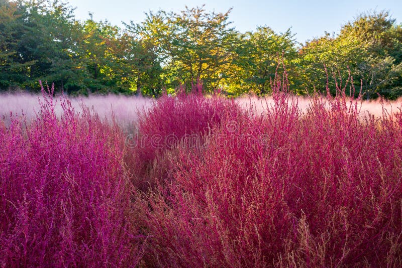 Closeup on a field of pink and purple Bassia scoparia or summer cypress during autumn in the Olympic Park, Seoul, South Korea royalty free stock image Closeup on a field of pink and purple Bassia scoparia or summer cypress during autumn in the Olympic Park, Seoul, South Korea royalty free stock image