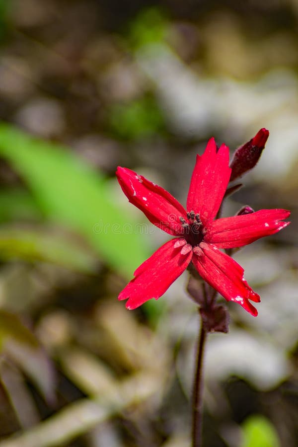 Closeup of a Fire Pink Wildflower, Silene virginica