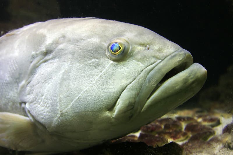 Fish looks like human face stock photo. Image of spot 4548584