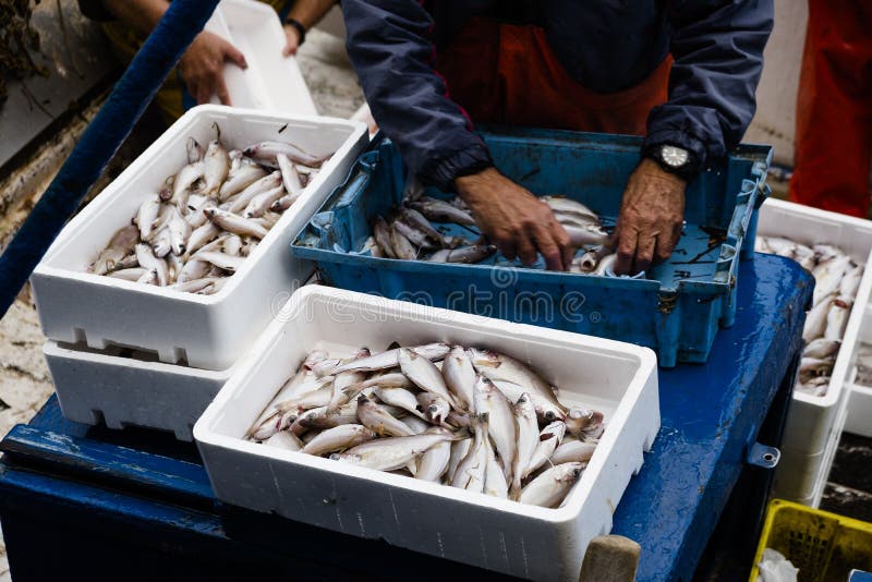 Fisherman sorting the fish on board