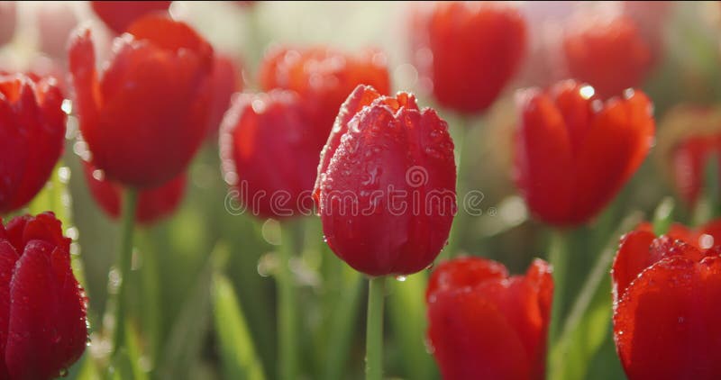 Closeup fleur rouge tulipe avec gouttes d'eau dans le jardin de fleurs de tulipe printemps clips vidéos