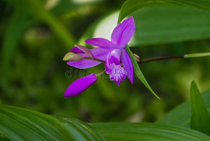 Closeup Flor Púrpura Orquídea Bletilla Striata O Jacinto Orquídea Arboreto  Parque Culturas Del Sur En Sirius Adler Sochi. Imagen de archivo - Imagen  de hermoso, macro: 220258815