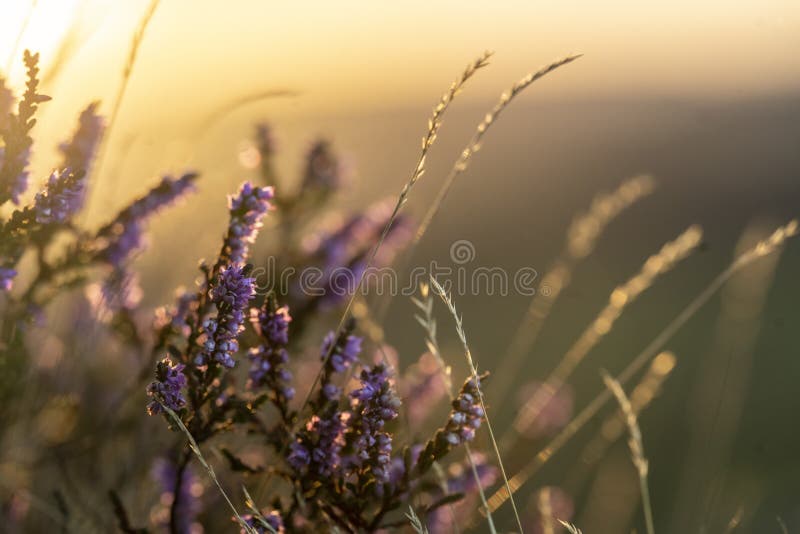 Closeup of flowering heather plant in yorkshire  landscape at sunset