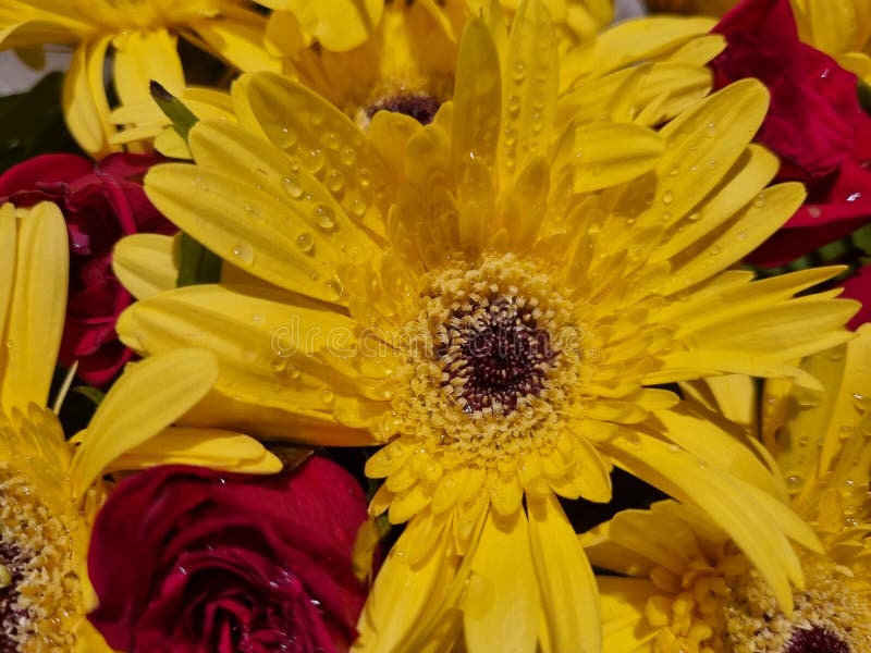 Closeup Flowers Orange Zoom in Petals Stock Image Image of zoom