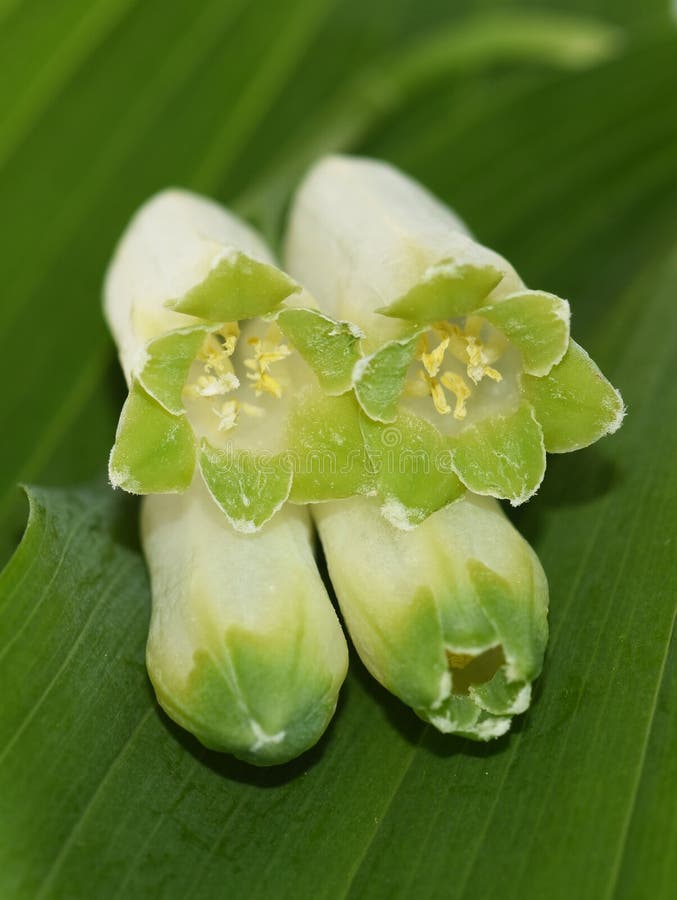 Solomon`s seal plant flowers macro royalty free stock photography Solomon`s seal plant flowers macro royalty free stock photography