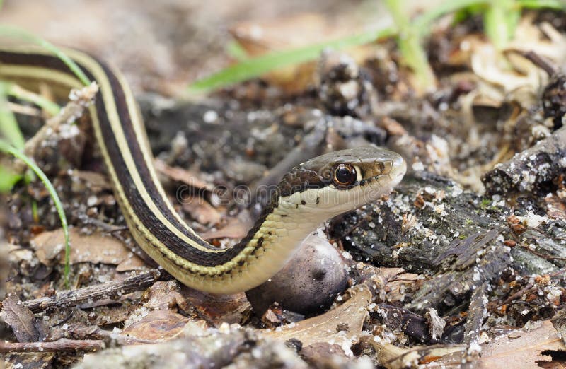 Closeup Focus Stacked Image of an Eastern Ribbon Snake Crawling royalty free stock photography
