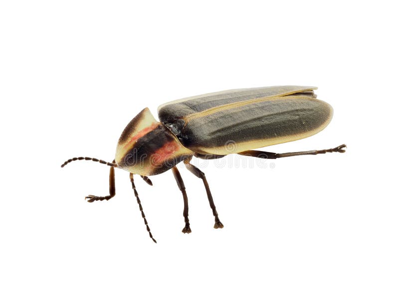 A Closeup Focus Stacked Image of a Lightning Bug or Firefly Isolated on White royalty free stock photo