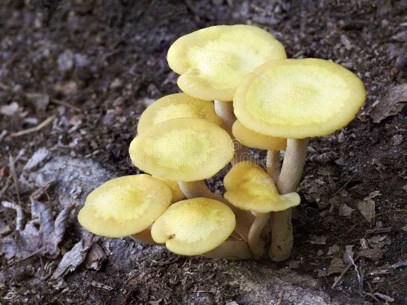 Closeup Focus Stacked Image of Honey Mushrooms, Armillaria mellea