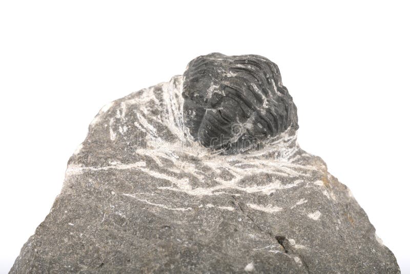 Fossilized Trilobite isolated on white stock photo