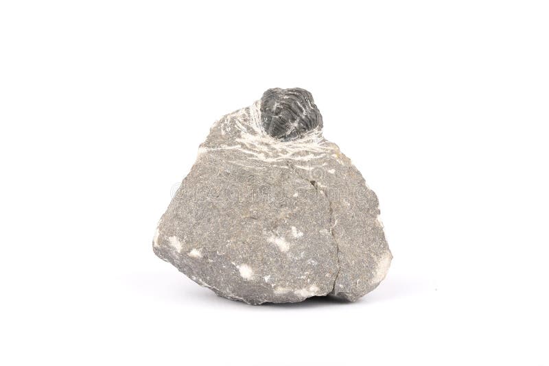 Fossilized Trilobite isolated on white stock images