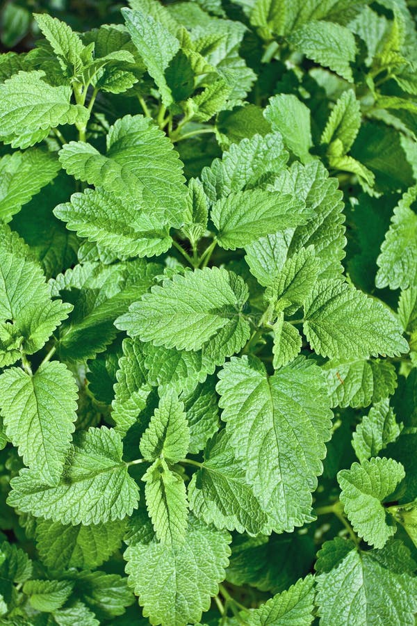 Closeup fresh balm stock photo