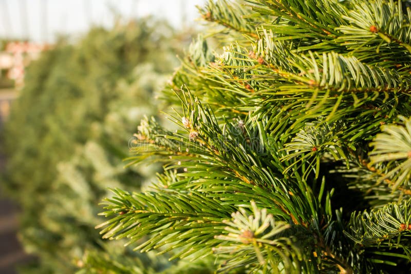 Christmas tree lot stock photo. Image of farm, arrangement 165610524