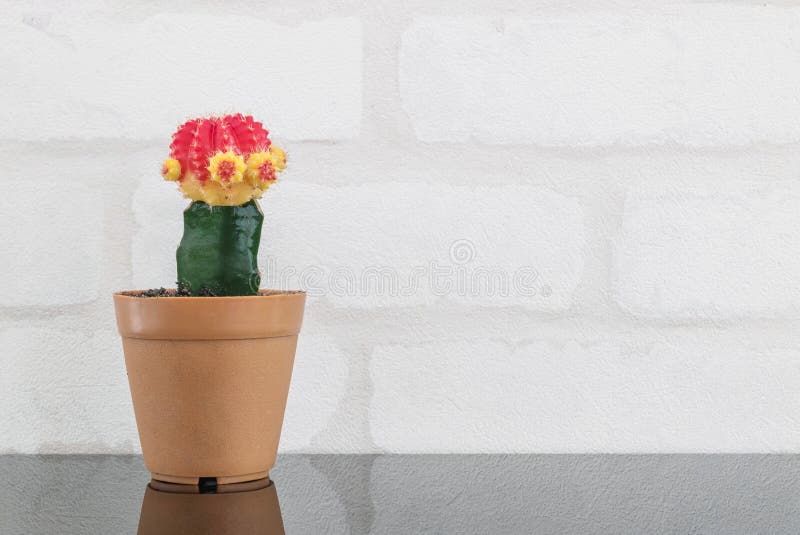 Closeup fresh color cactus in brown plastic pot for decorate on black glass table and white brick wall textured background with co royalty free stock image Closeup fresh color cactus in brown plastic pot for decorate on black glass table and white brick wall textured background with co royalty free stock image