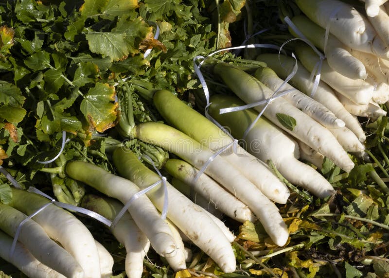 Closeup of a Fresh Daikon Radish with Leaves Stock Image Image of