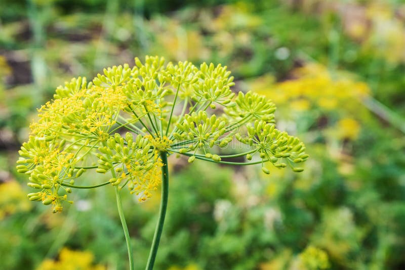 Closeup of fresh dill garden umbrellas. Background with dill umbrellas stock photo