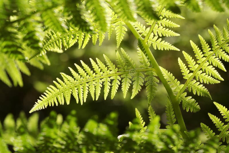 closeup of a fresh fern leaf in the forest in the sunshine in springtime close up of a spring fern on a sunny morning