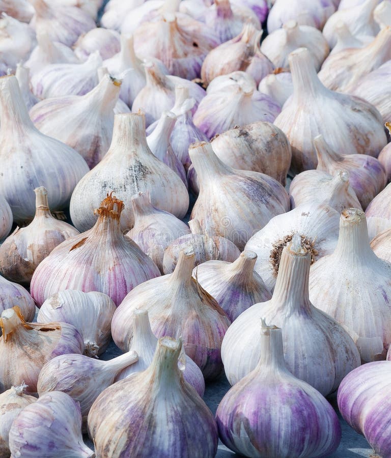 Garlic Crop in the Field of India Stock Image Image of harvest