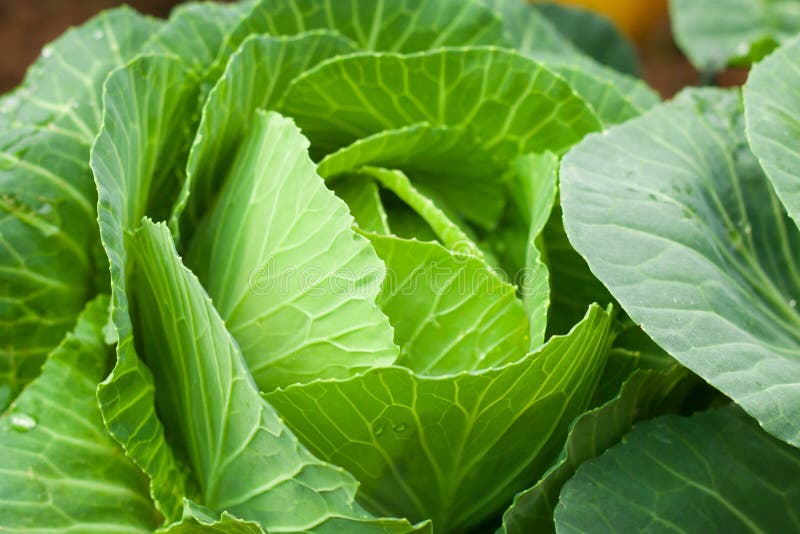 Closeup Fresh Green Cabbage in the Vegetable Garden. Stock Photo
