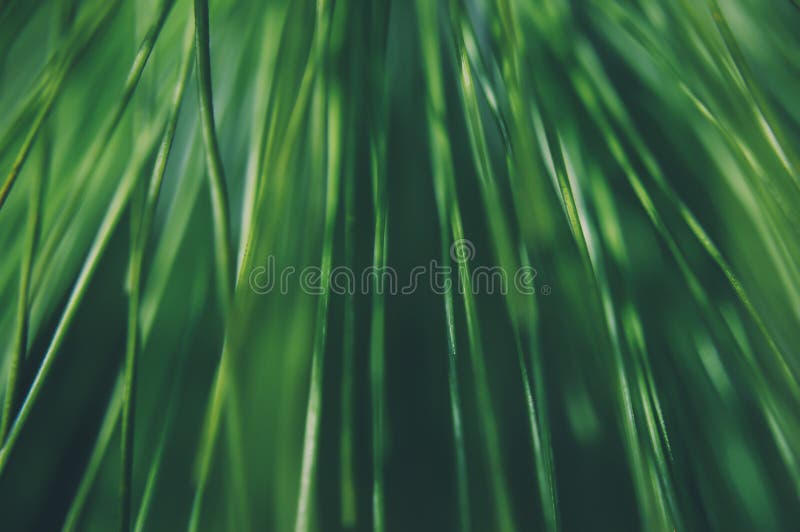 Closeup of a fresh green herb on a soft green background. Soft focus stock images