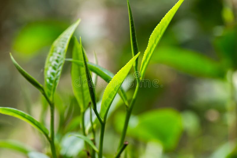 Closeup Fresh Green Tea Leaves Stock Photo Image of garden, farm