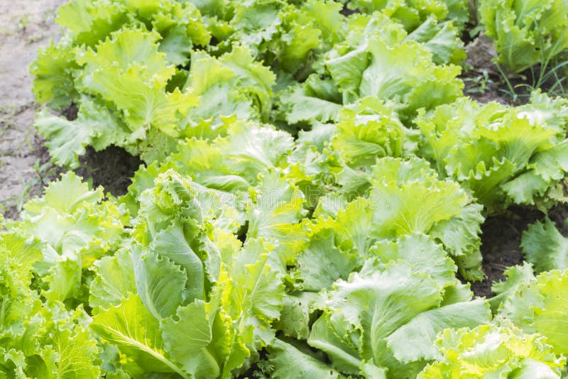 Closeup Fresh Lettuce Leaves Stock Image - Image of diet, gardening ...