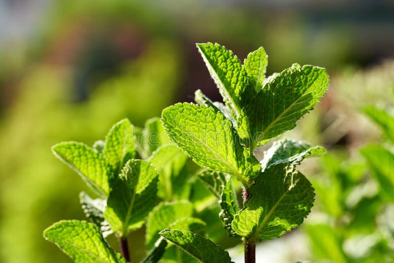 Closeup of a Fresh Mint Plant Growing Outdoors Stock Image Image of