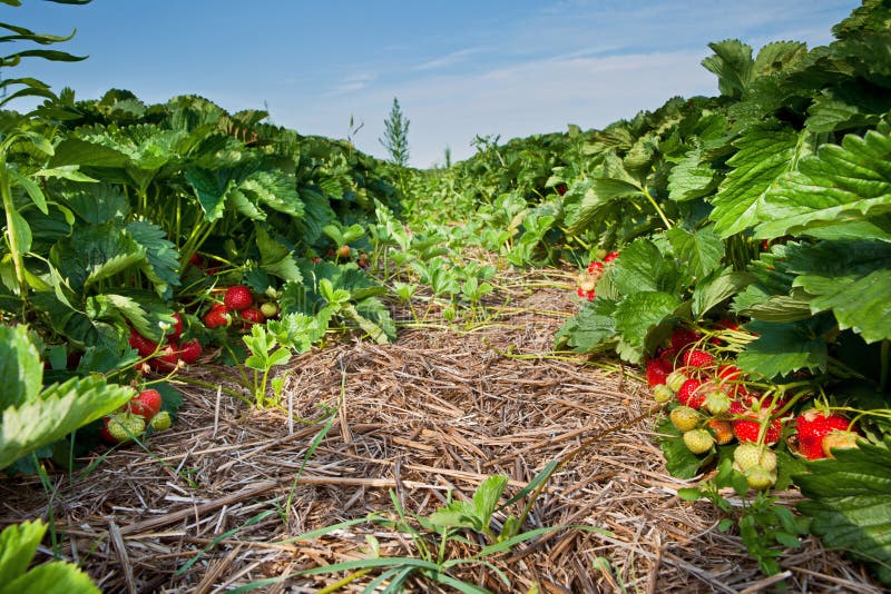 Closeup of Fresh Organic Strawberries Stock Photo Image of grow