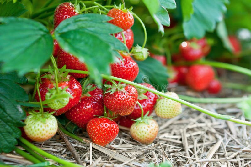 Closeup of fresh organic strawberries stock photography