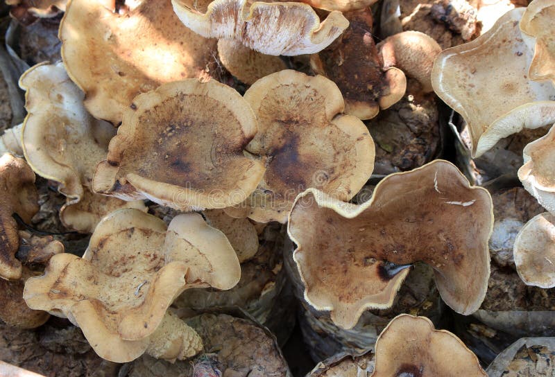 Closeup Fresh Oyster Mushroom Stock Photo Image of phoenix, fungi 63689938
