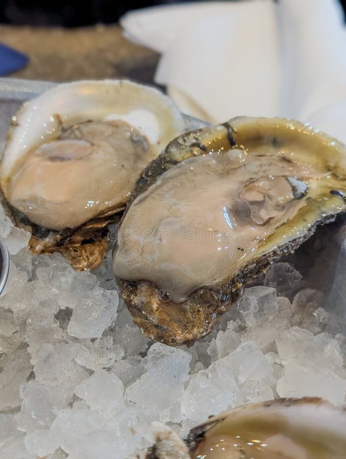 Closeup of fresh oysters on ice with lemon wedges stock photography