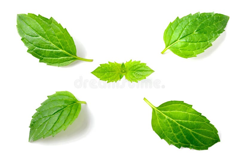 Fresh Peppermint Leaves Isolated on White Stock Photo Image of