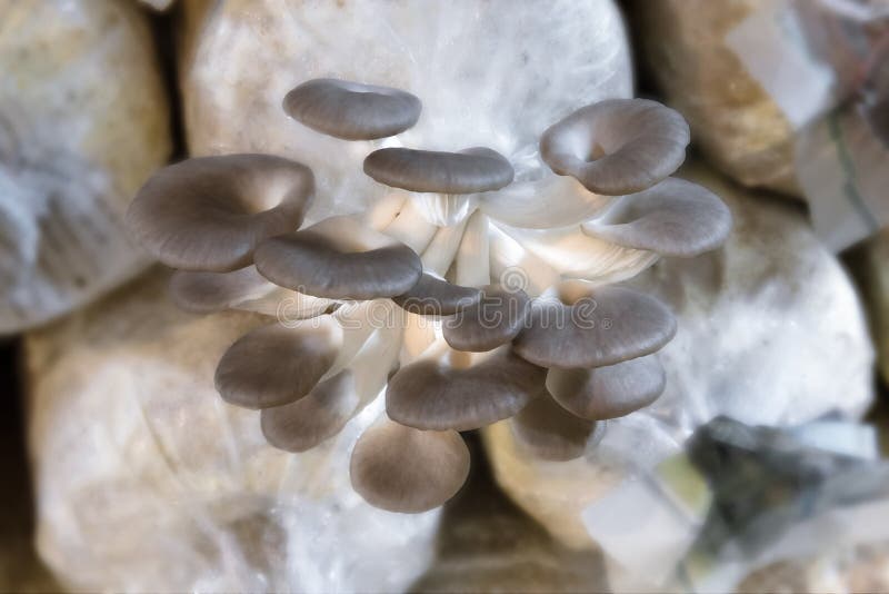 Indian Oyster, Phoenix Mushroom, Lung Oyster Stock Photo Image of