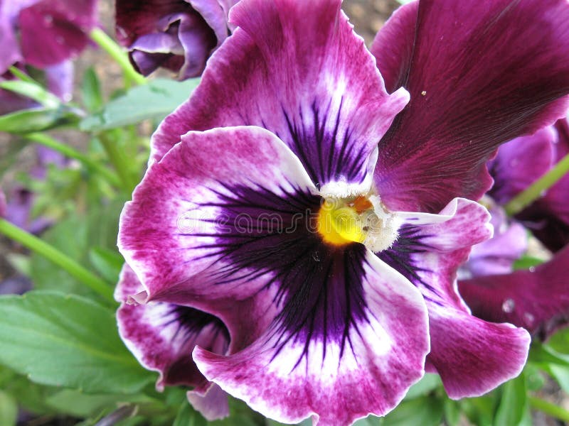 Closeup of Frizzle Sizzle Pansy royalty free stock image Closeup of Frizzle Sizzle Pansy royalty free stock image
