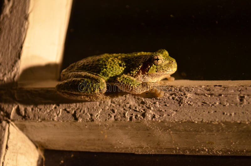Closeup of frog at night stock image. Image of single 78790403