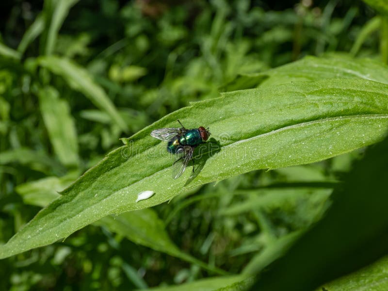 Closeup fronal shot de la mouche verte commune adulte lucilia caesar assise sur une feuille verte photo stock
